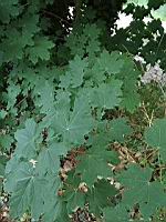 Erable plane, Acer platanoides (Rhone, 2019-06) (2)